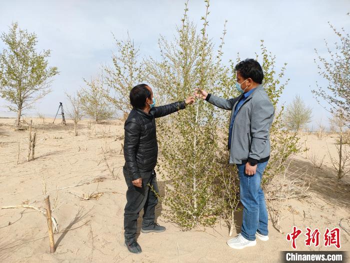 柴達木盆地的護林員：守護，只為那一片綠