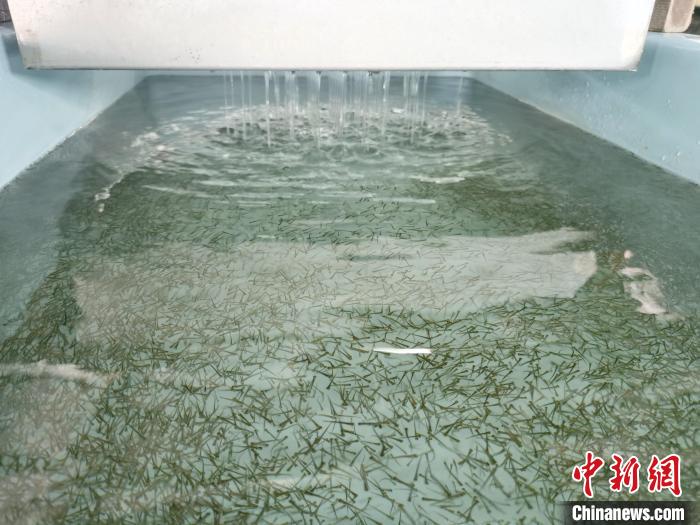 圖為正在育苗。　張添福 攝