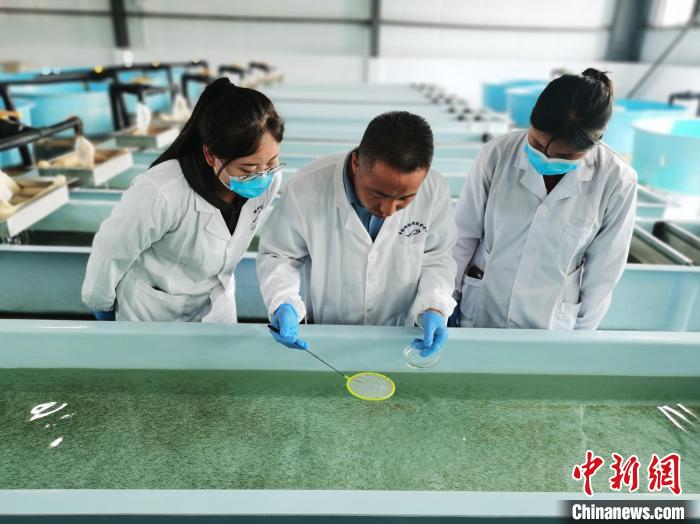 圖為工作人員檢查魚苗。　張添福 攝