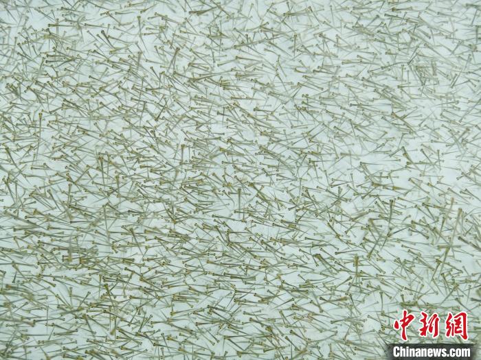 圖為密集培育的魚苗。　張添福 攝