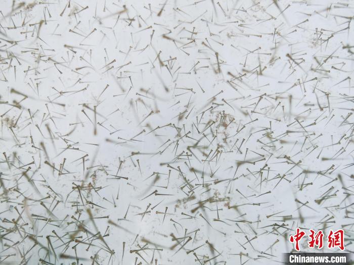 圖為魚苗?！執砀?攝