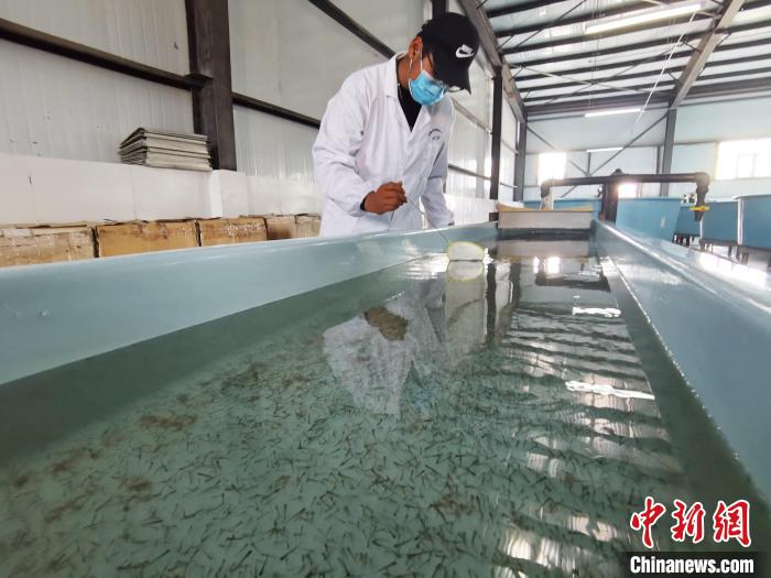 圖為工作人員檢查魚苗?！執砀?攝