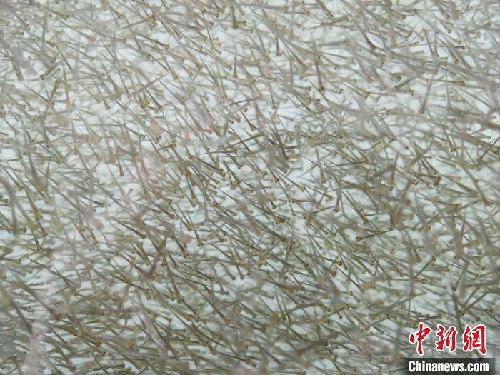 圖為密集分布的魚苗?！執砀?攝