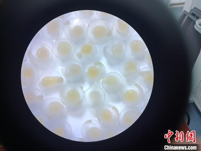 圖為顯微鏡下的魚卵?！∏嗪：沲幘茸o中心 供圖