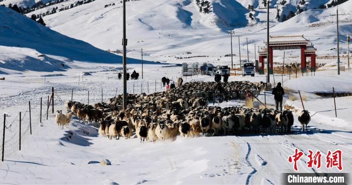 圖為村民在雪地上放牧?！《继m縣融媒體中心供圖