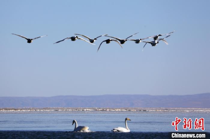圖為大天鵝在青海湖上空飛翔?！●R怡睿 攝