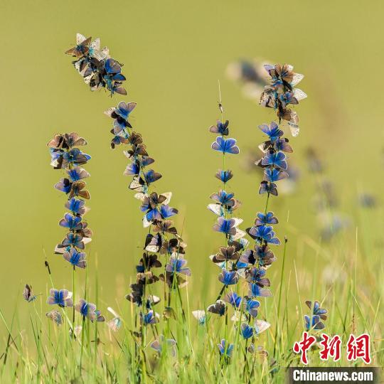 圖為鮑永清的作品《盛開的蝴蝶》。　青海省祁連山自然保護(hù)協(xié)會(huì)供圖