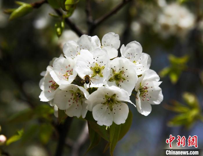 圖為盛開的梨花?！∑钤鲚?攝