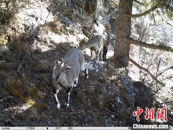 圖為相同位點(diǎn)記錄到的雪豹主要獵物—巖羊。　中國科學(xué)院昆明動(dòng)物研究所提供
