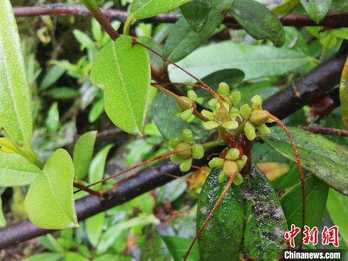 圖為折萼杜鵑果實(shí)圖。　中科院昆明植物研究所提供
