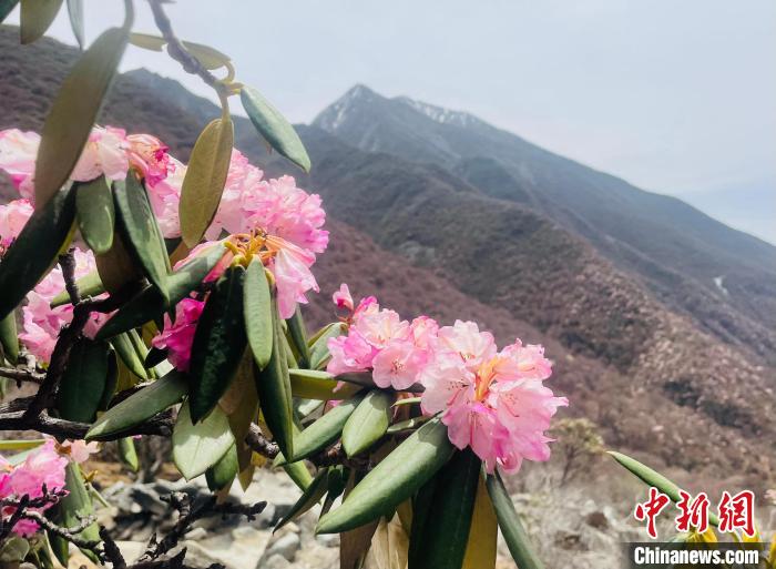 近日，西藏自治區山南市加查縣索囊溝的杜鵑花競相綻放。　冉文娟 攝