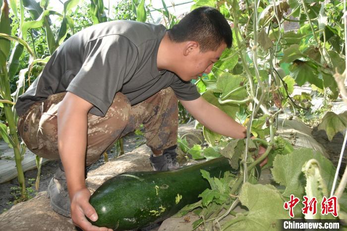 圖為阿里軍分區某邊防團官兵在溫室摘菜。　陳嘯岳 攝