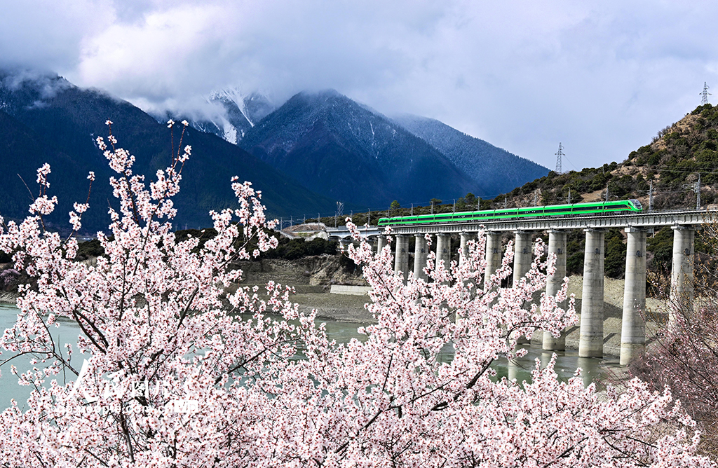 西藏林芝：雪域高原列車穿越花?！?】