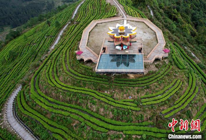 圖為西藏林芝市墨脫縣背崩鄉格林村山頂的景觀茶園。(無人機照片) 李林 攝