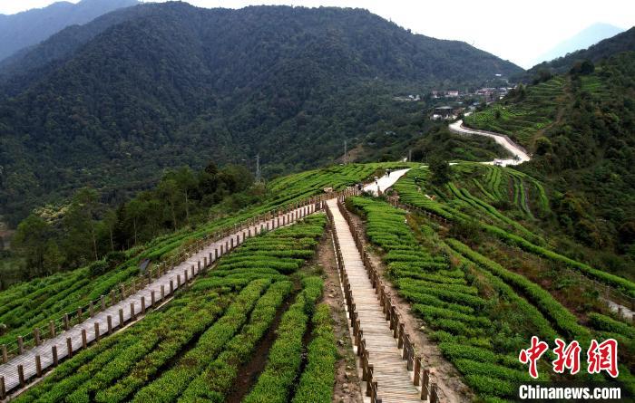 圖為西藏林芝市墨脫縣背崩鄉格林村山頂的景觀茶園。(無人機照片) 李林 攝