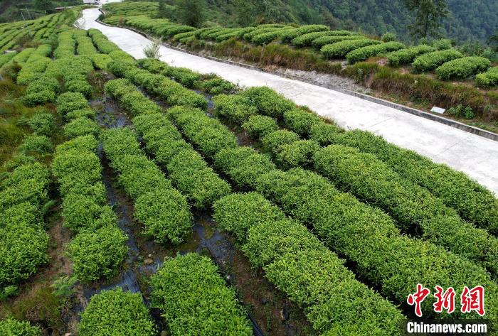 圖為西藏林芝市墨脫縣背崩鄉格林村山頂的景觀茶園。(無人機照片) 李林 攝