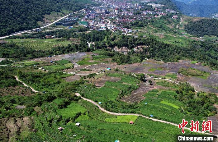 圖為西藏林芝市墨脫縣城附近的茶田。(無人機照片) 李林 攝