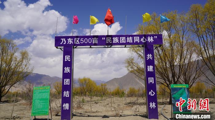 圖為“民族團結同心林”項目?！∧藮|融媒供圖