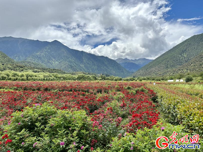 我們的家園丨工布花谷：高原花開香飄全國，產業經濟增收致富